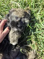Oscar (a.ka. Twinkle Toes), a male Shihpoo for sale in Higbee, MO – Photo 3 of 9