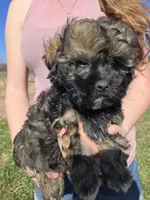 Oscar (a.ka. Twinkle Toes), a male Shihpoo for sale in Higbee, MO – Photo 6 of 9