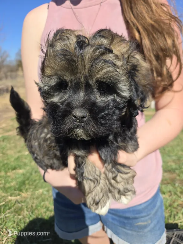 Oscar (a.ka. Twinkle Toes) – Shihpoo puppy for sale in Higbee, MO