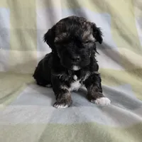 Oscar (a.ka. Twinkle Toes), a male Shihpoo for sale in Higbee, MO – Photo 9 of 9