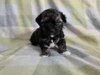 Twinkle Toes, a male Shihpoo for sale in Higbee, MO – Photo 4 of 4