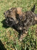 Oscar (a.ka. Twinkle Toes), a male Shihpoo for sale in Higbee, MO – Photo 4 of 9