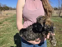 Oscar (a.ka. Twinkle Toes), a male Shihpoo for sale in Higbee, MO – Photo 2 of 9