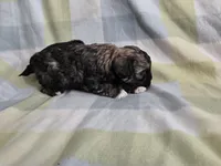 Twinkle Toes, a male Shihpoo for sale in Higbee, MO – Photo 3 of 4