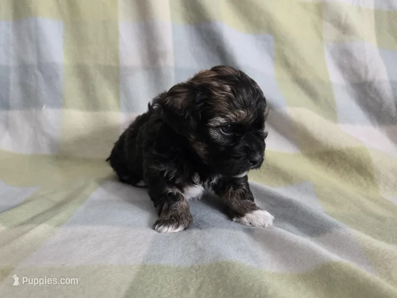 Twinkle Toes, a male Shihpoo for sale in Higbee, MO – Photo 1 of 4