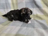 Twinkle Toes, a male Shihpoo for sale in Higbee, MO – Photo 2 of 4