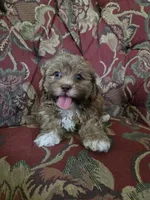 Peanut, a male Shihpoo for sale in Higbee, MO – 4 of 4