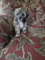 Luigi, a male Shihpoo for sale in Higbee, MO – 3 of 5