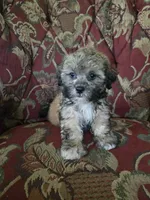 Luigi, a male Shihpoo for sale in Higbee, MO – 4 of 5