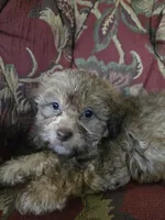 Tiger, a male Shihpoo for sale in Higbee, MO – 2 of 4