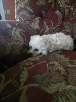 Bella, a female Shihpoo for sale in Higbee, MO – 6 of 7