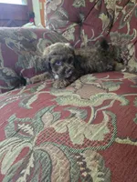 Remi, a male Shihpoo for sale in Higbee, MO – 3 of 4