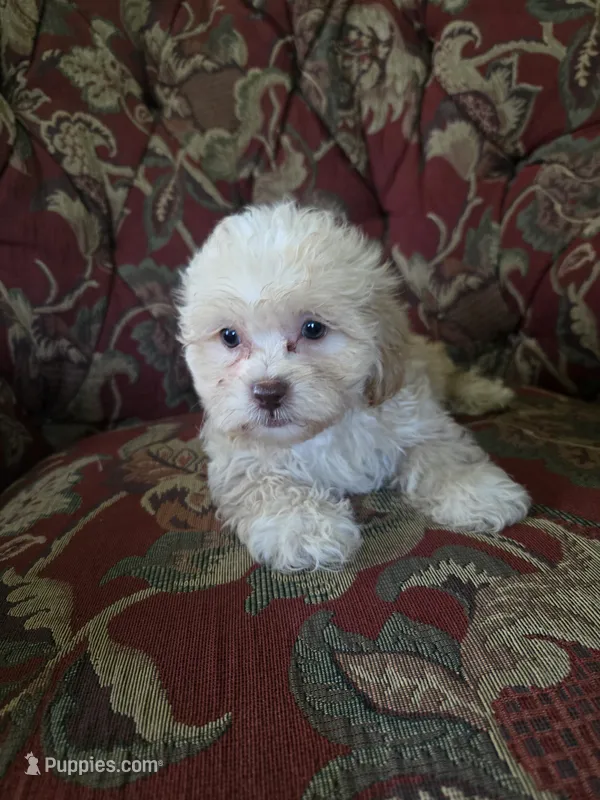 Dexter – Shihpoo puppy for sale in Higbee, MO