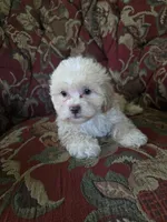 Dexter, a male Shihpoo for sale in Higbee, MO – 2 of 4