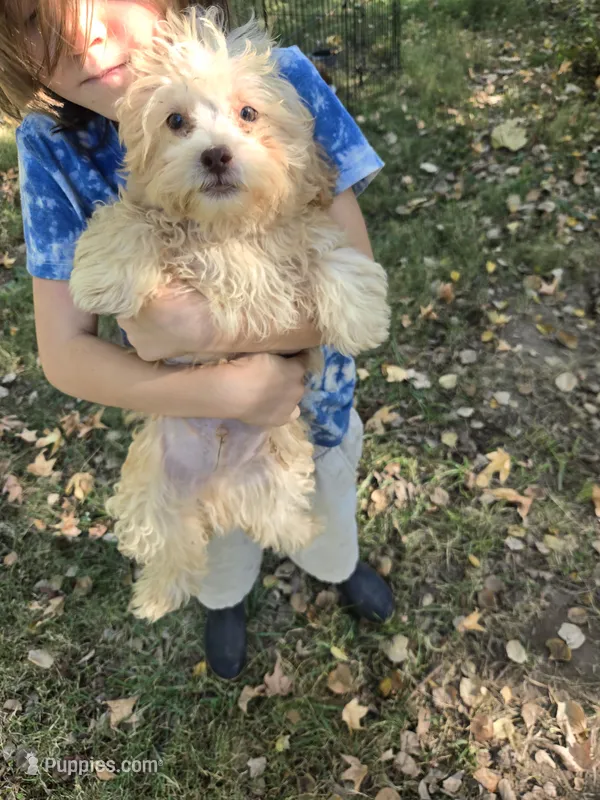 Dexter – Shihpoo puppy for sale in Higbee, MO