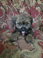 Strudel, a female Shihpoo for sale in Higbee, MO – 5 of 5