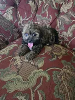 Strudel, a female Shihpoo for sale in Higbee, MO – 2 of 5