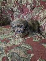 Remi, a male Shihpoo for sale in Higbee, MO – 4 of 4