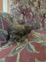 Remi, a male Shihpoo for sale in Higbee, MO – 2 of 4