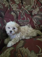 Dexter, a male Shihpoo for sale in Higbee, MO – 4 of 4