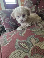 Peach, a female Shihpoo for sale in Higbee, MO – 2 of 5