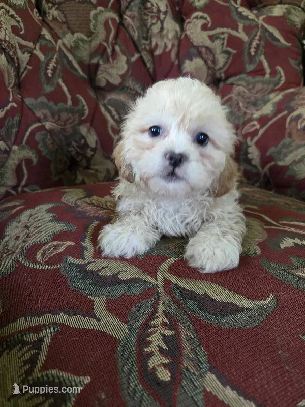 Jasper – Shihpoo puppy for sale in Higbee, MO