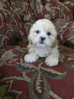 Jasper, a male Shihpoo for sale in Higbee, MO – 1 of 3