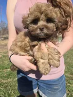 Raja, a female Shihpoo for sale in Higbee, MO – Photo 2 of 7
