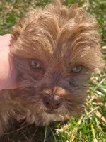 Raja, a female Shihpoo for sale in Higbee, MO – Photo 3 of 7