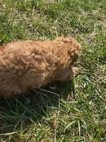Raja, a female Shihpoo for sale in Higbee, MO – Photo 4 of 7