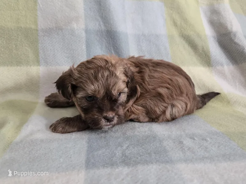 Raja, a female Shihpoo for sale in Higbee, MO – Photo 1 of 1