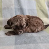 Raja, a female Shihpoo for sale in Higbee, MO – Photo 7 of 7