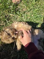 Raja, a female Shihpoo for sale in Higbee, MO – Photo 6 of 7