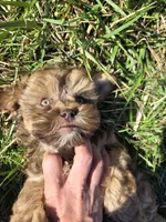 Raja, a female Shihpoo for sale in Higbee, MO – Photo 5 of 7
