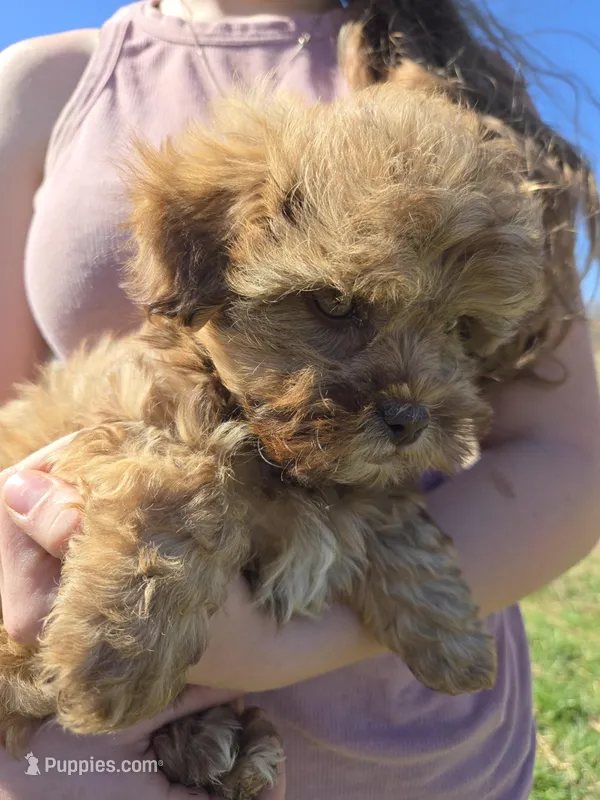 Raja – Shihpoo puppy for sale in Higbee, MO