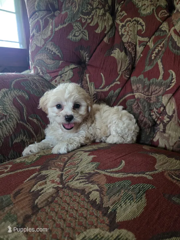 Bella – Shihpoo puppy for sale in Higbee, MO