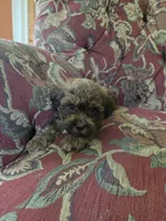 Remi, a male Shihpoo for sale in Higbee, MO – 1 of 4