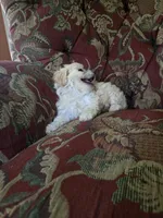 Bella, a female Shihpoo for sale in Higbee, MO – 3 of 7