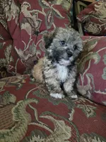 Luigi, a male Shihpoo for sale in Higbee, MO – 2 of 5