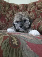 Lily, a female Shihpoo for sale in Higbee, MO – 4 of 6