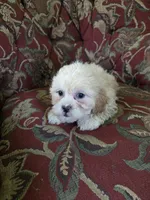 Jasper, a male Shihpoo for sale in Higbee, MO – 3 of 3