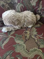 Peach, a female Shihpoo for sale in Higbee, MO – 5 of 5