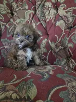 Biscuit, a male Shihpoo for sale in Higbee, MO – 2 of 4