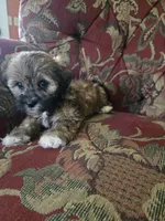 Ducky, a female Shihpoo for sale in Higbee, MO – 7 of 7
