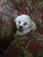 Bella, a female Shihpoo for sale in Higbee, MO – 2 of 7