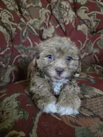 Peanut, a male Shihpoo for sale in Higbee, MO – 2 of 4