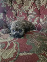 Strudel, a female Shihpoo for sale in Higbee, MO – 3 of 5