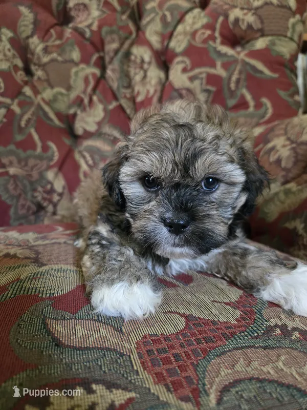 Lily – Shihpoo puppy for sale in Higbee, MO