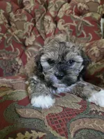 Lily, a female Shihpoo for sale in Higbee, MO – 1 of 6