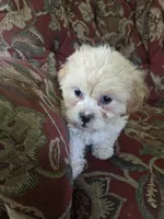 Jasper, a male Shihpoo for sale in Higbee, MO – 2 of 3